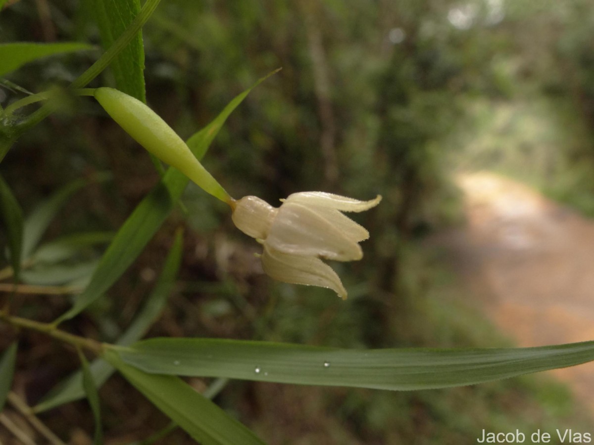 Zehneria thwaitesii (Schweinf.) C.Jeffrey